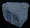 Very Well Preserved Lonchopteris Fern Fossil - Poland #3380-1